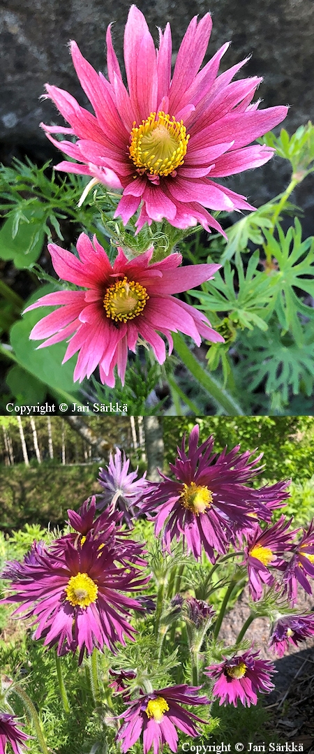 Pulsatilla vulgaris 'Papageno'